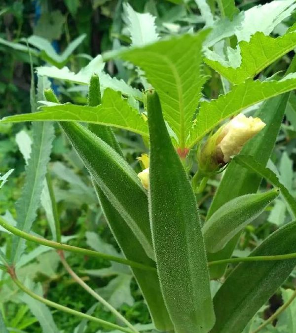 秋葵app下载汅api免费秋葵在线观看旧版