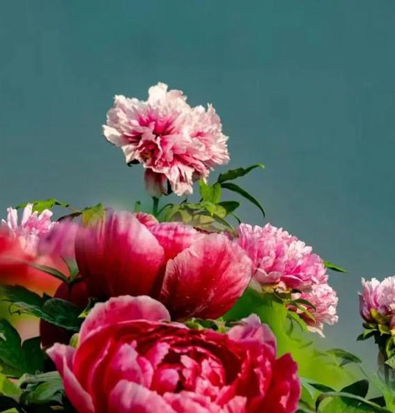 国色天香视频2.0完整版