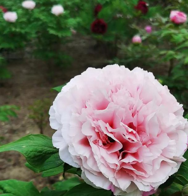 国色天香视频2.0完整版