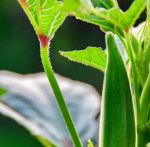 qksp.ⅴip秋葵下载苹果