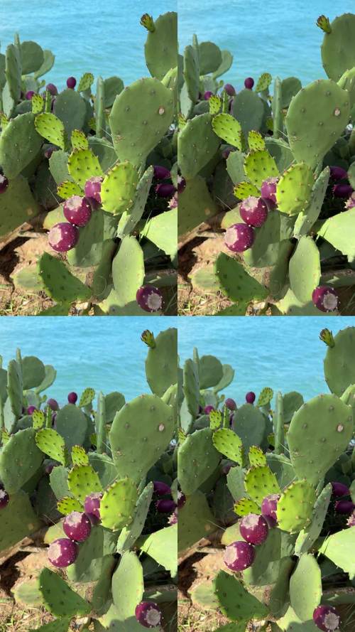 仙人掌视频app下载地址 - Incorporated苹果手机