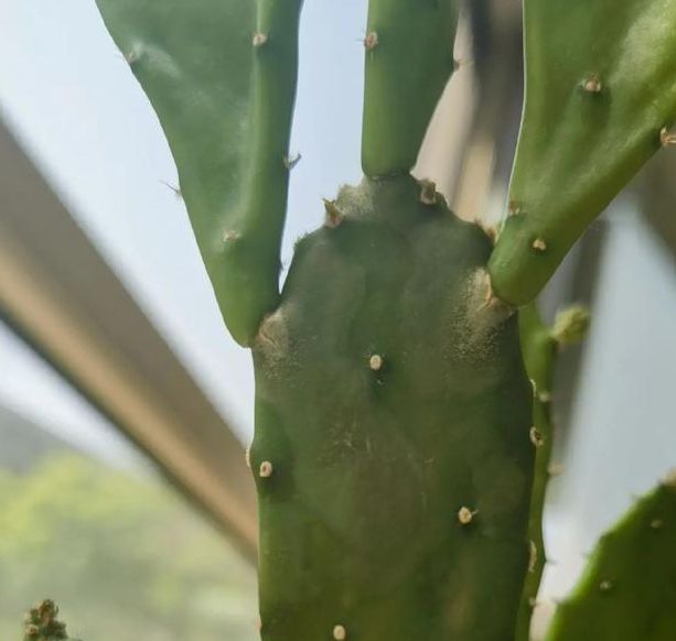 仙人掌视频app下载地址 - Incorporated苹果手机