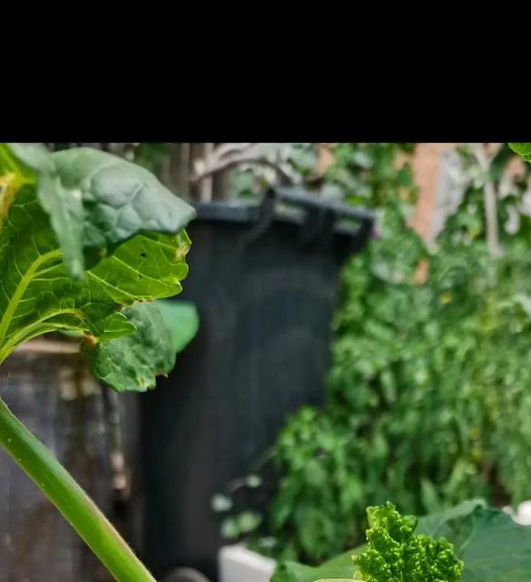 下载汅api免费秋葵