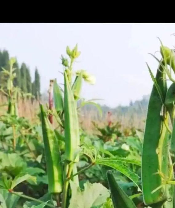 秋葵app下载秋葵官网稳定版