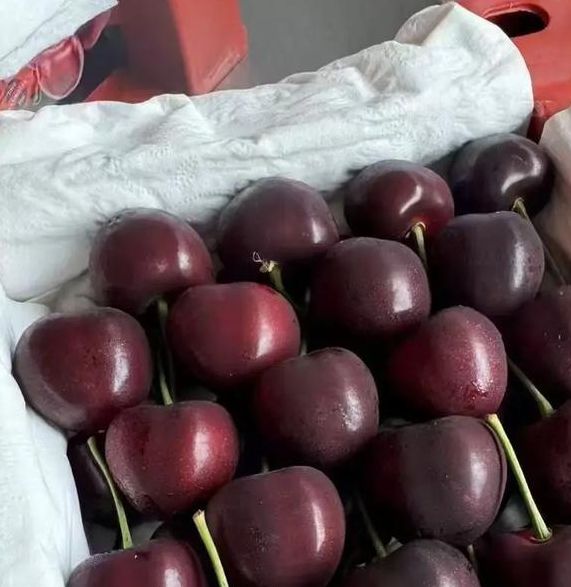 kdbacc_kdbaccapk樱桃