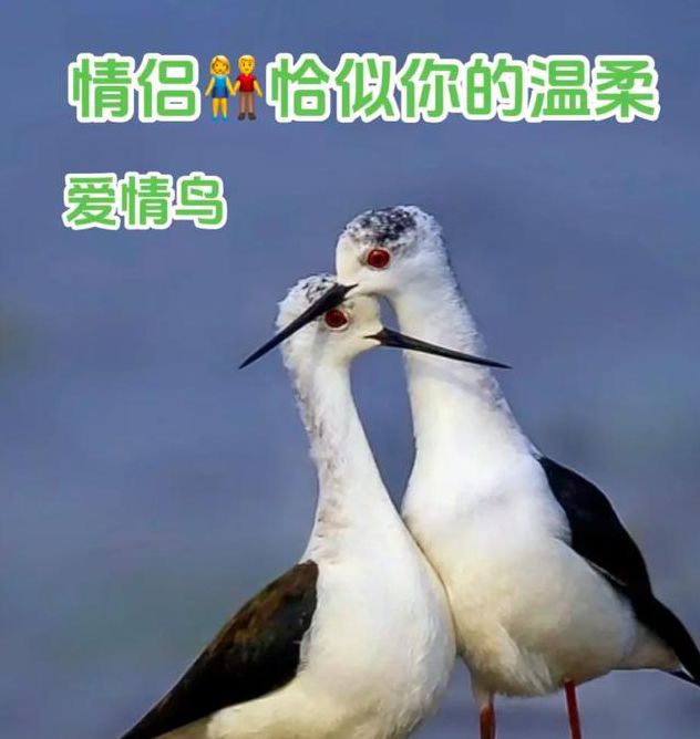 爱情鸟论坛com视频论坛芒果