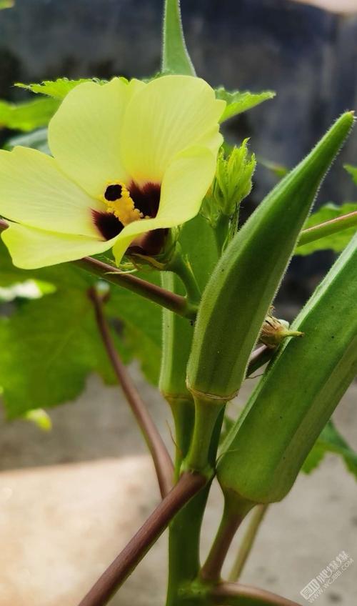 秋葵旧版本下载网址进入