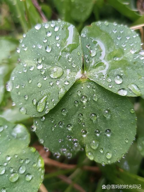 黄瓜丝瓜向日葵秋葵樱桃茄子