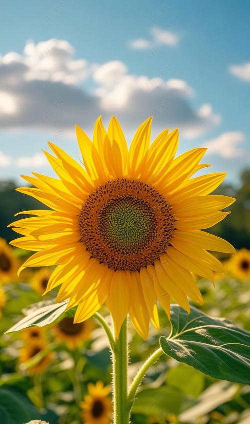 向日葵下载安装无限看版