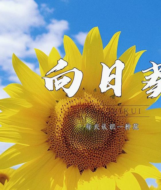 向日葵下载安装无限看版