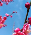 梅花视频(一天只能看三次)