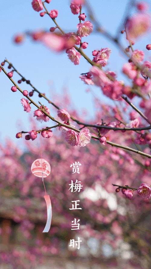 梅花视频(一天只能看三次)