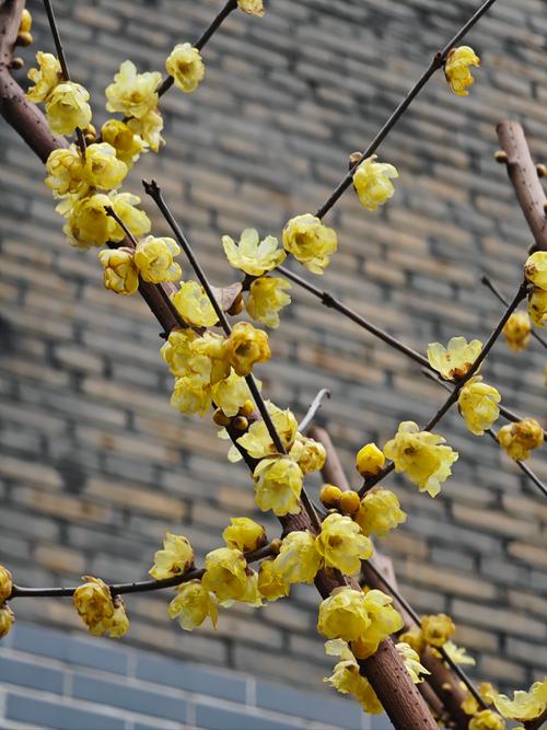 梅花视频(一天只能看三次)