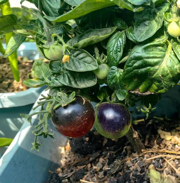 丝瓜黄瓜草莓茄子樱桃香蕉番茄视频