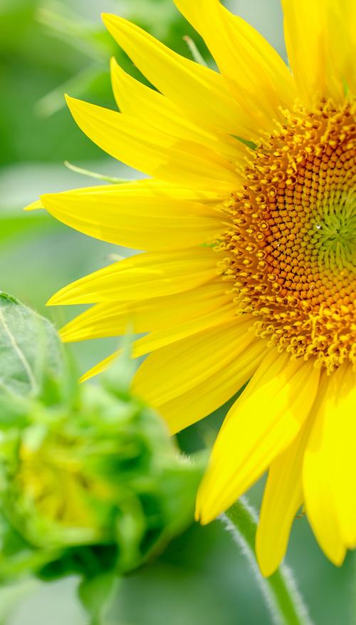 向日葵视频免费观看