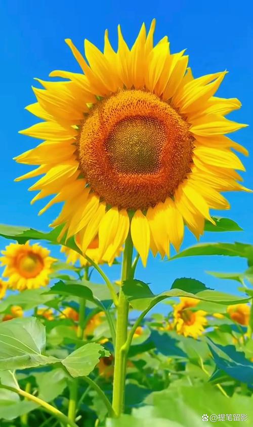 向日葵视频免费观看