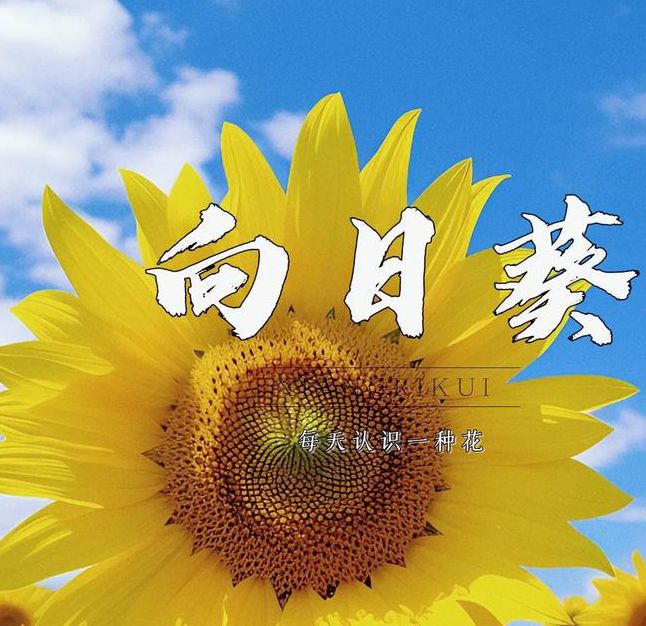 向日葵视频免费观看
