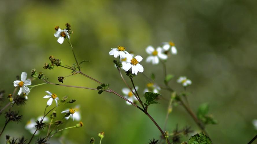 野花视频高清免费中文最新版