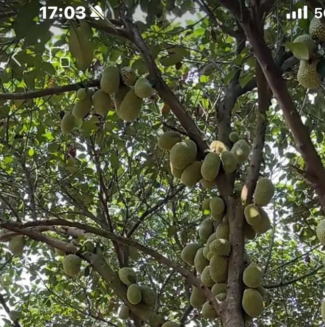 菠萝菠萝蜜高清在线视频3