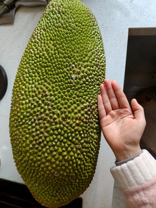 菠萝菠萝蜜高清在线视频3