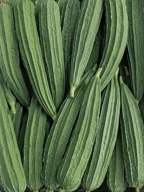 丝瓜向日葵绿巨人色多多小猪