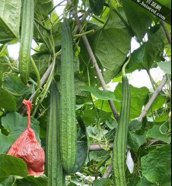 丝瓜向日葵绿巨人色多多小猪