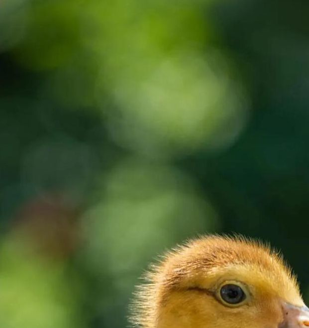 小鸭子在线视频免费观看免费版