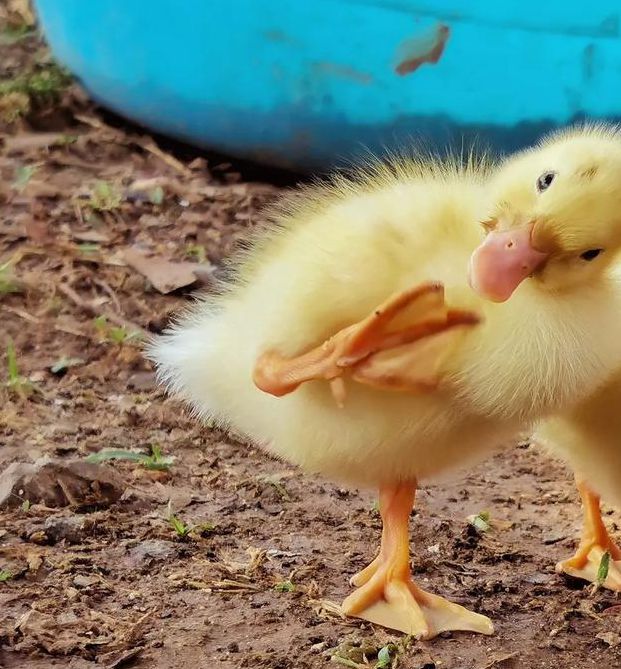 小鸭子在线视频免费观看免费版