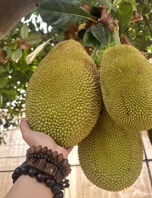 菠萝蜜视频高清下载