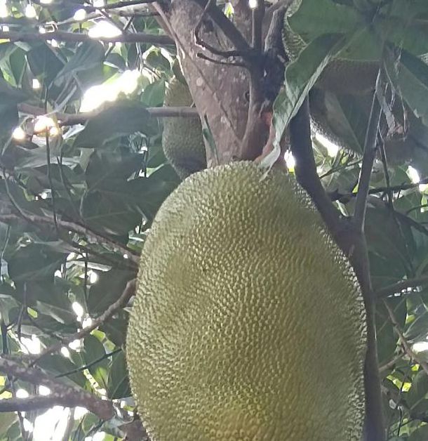 菠萝蜜视频高清下载