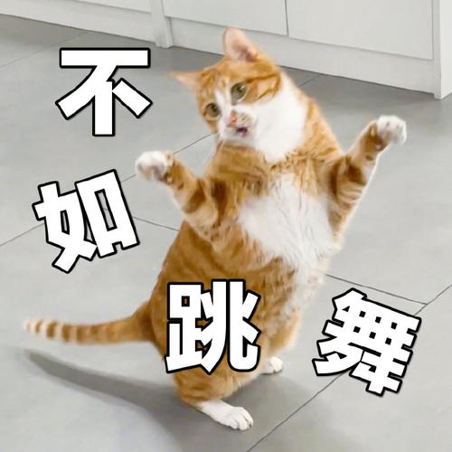 猫咪come back down