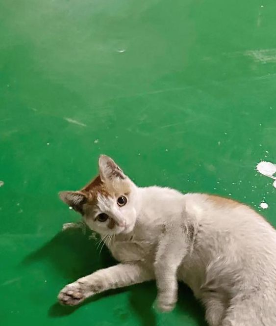 猫咪come back down