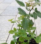 蜜芽一区忘忧草