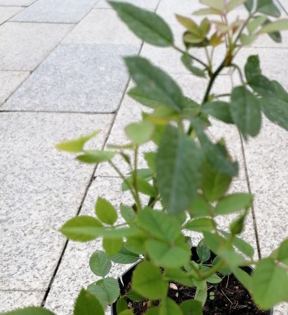 蜜芽一区忘忧草