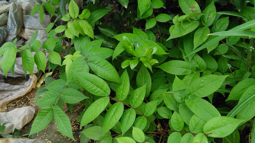 蜜芽一区忘忧草