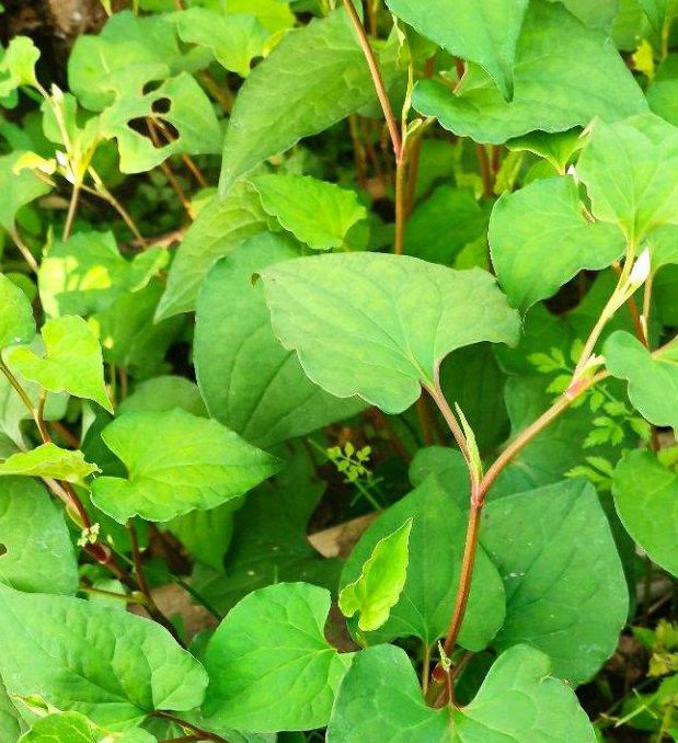 蜜芽一区忘忧草