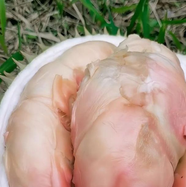 免费榴莲app下载网址进入粉色视频网站