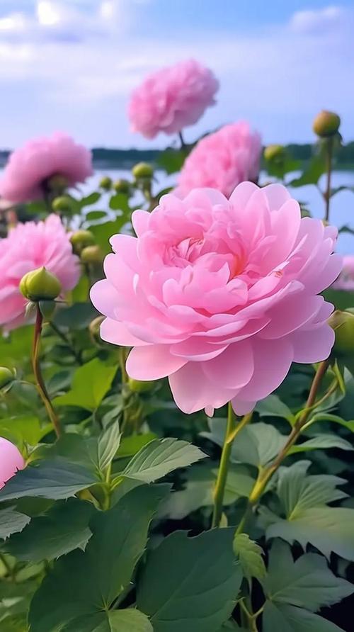 6968.t&or;花儿视频