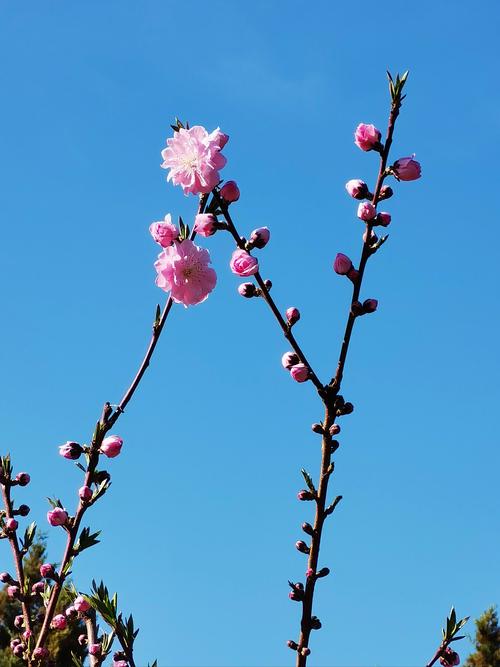 6968.t&or;花儿视频