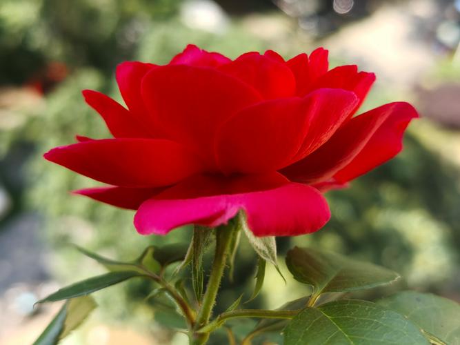 6968.t&or;花儿视频