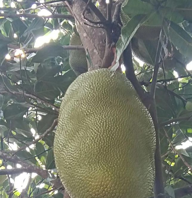 菠萝蜜在线视频