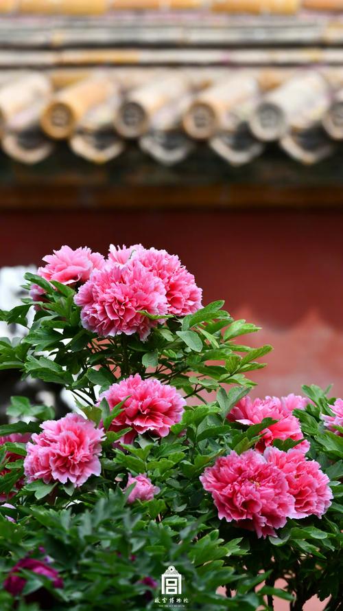 国色天香高清手机在线观看视频