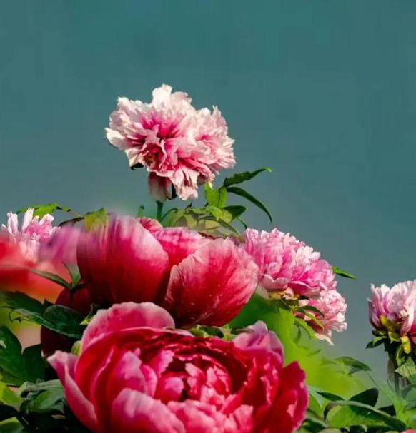 国色天香高清手机在线观看视频