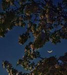 月亮视频海棠月亮丝瓜