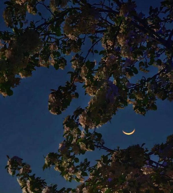 月亮视频海棠月亮丝瓜