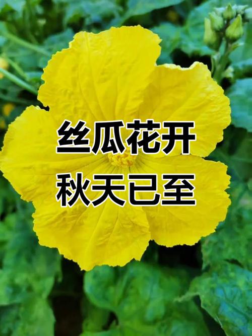 月亮视频海棠月亮丝瓜