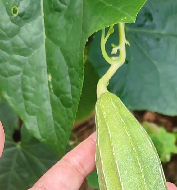 月亮视频海棠月亮丝瓜