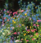 野花社区视频最新资源手机观看6