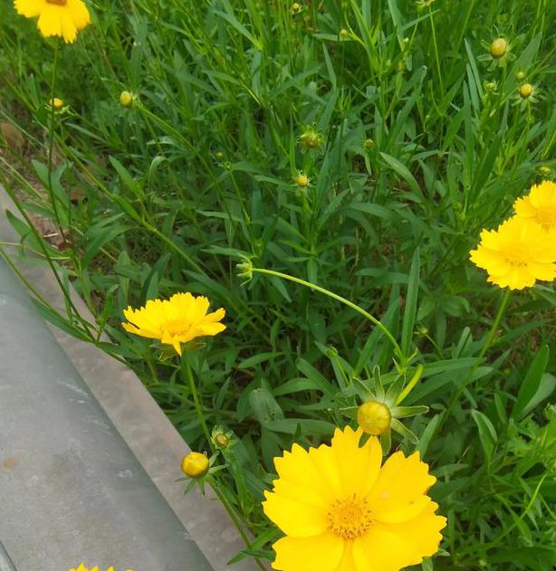 野花社区视频最新资源手机观看6