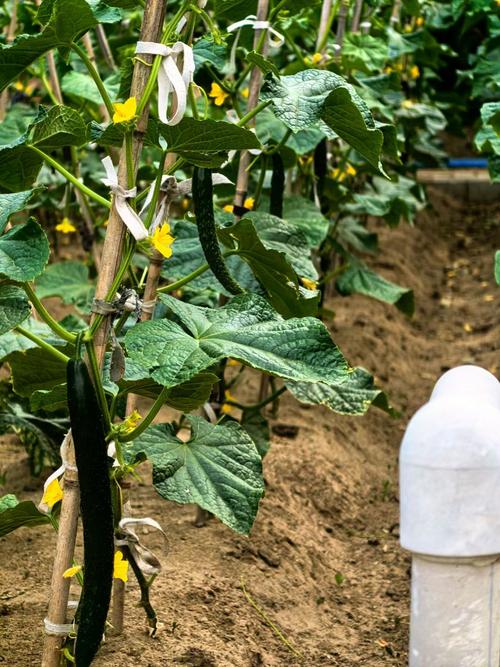 丝瓜榴莲幸福宝绿巨人